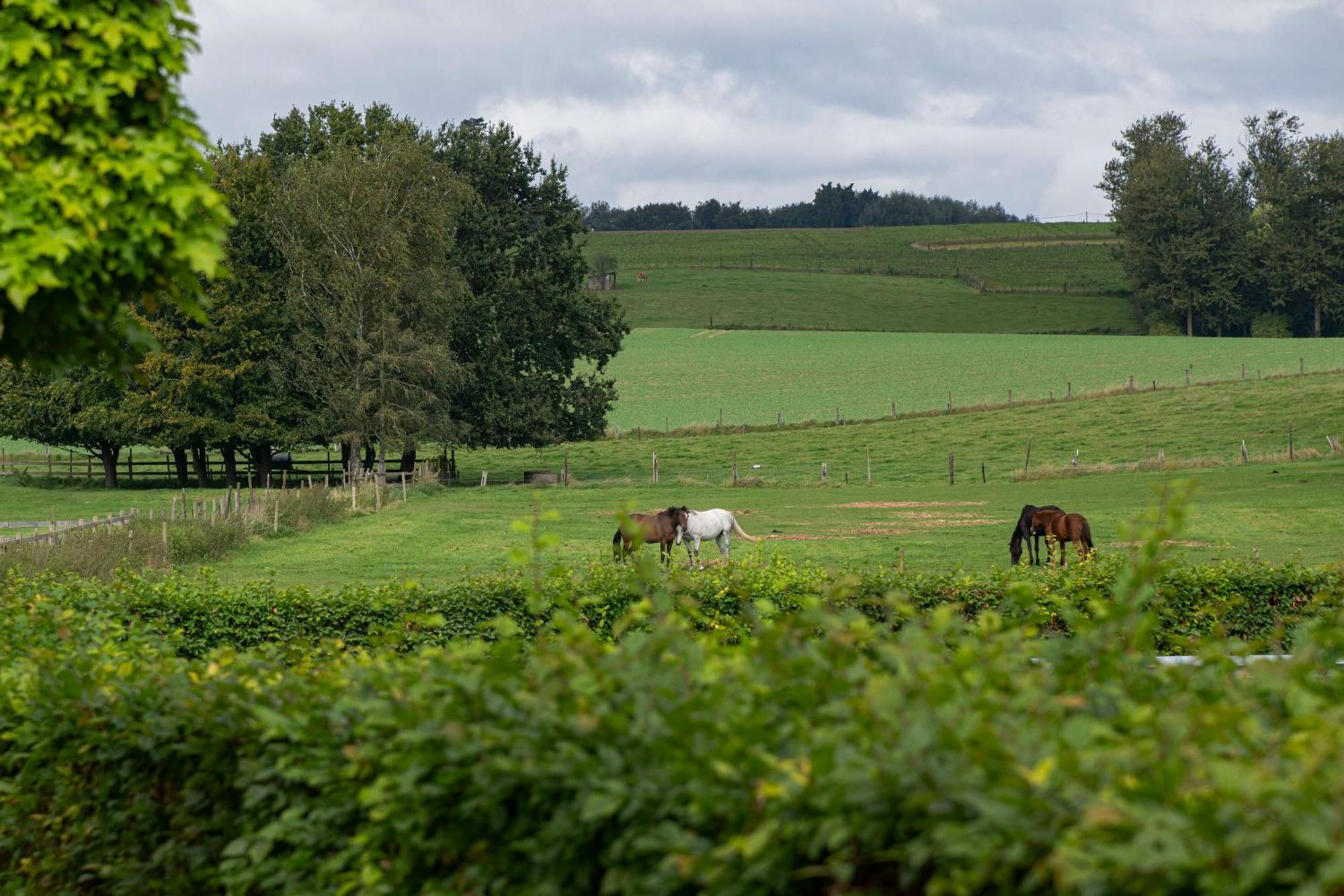 Natuur Bertem